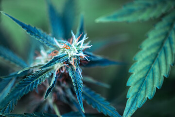 Flowering cannabis bud with lush green leaves and ripe orange trichomes close up. Medical cannabis growing concept