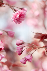 Floral background of sakura flowers with unopened buds and delicate petals in pastel pink color