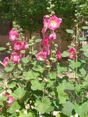 pink roses in a garden