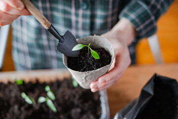 Farmer transplants tomato and pepper seedlings into peat cups. Preparing plants for growing in open ground. Home gardening concept
