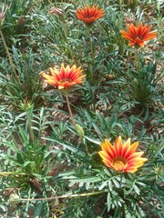 Orange colour flowers 