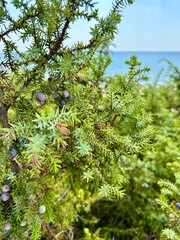 Close up of a pine tree with a few berries on it branches