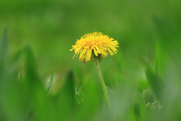 Dandelion yellow flowers on the meadow in spring