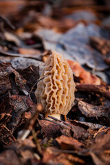 Morel mushrooms in the forest