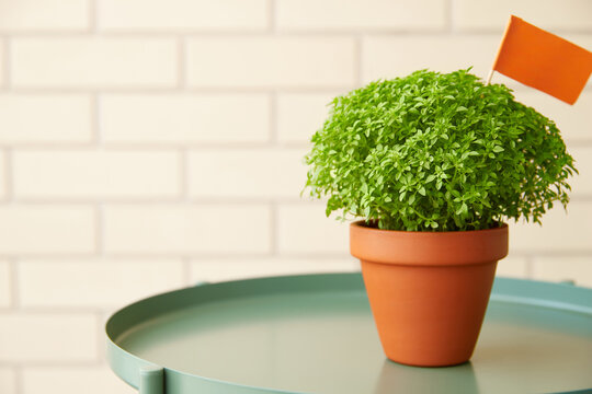 Manjerico potted plant on a coffee table at home. Traditional decor for festival San Juan