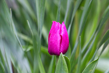 One Dark Pink Tulip Flower With Rain Droplets on Surrounded by Green Leaves