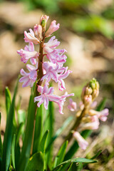 nice hyacinth in the garden