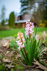 nice hyacinth in the garden