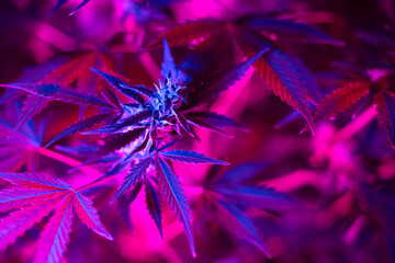 Bush of cannabis marijuana with a purple pink light on indoor farm. Medical cannabis growing concept