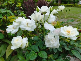 white flowers in a garden