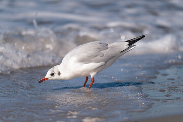 Möve am Ostseestrand im Fischland Zingst Darß, Mecklenburg-Vorpommern