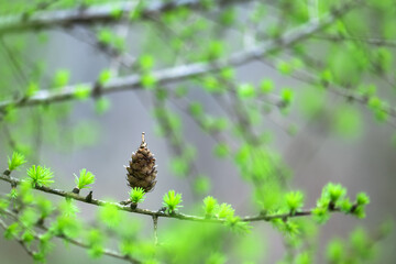A larch cone on a branch, surrounded by young green needles. Nature background