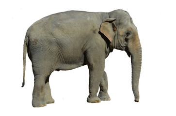 elephant on a transparent background