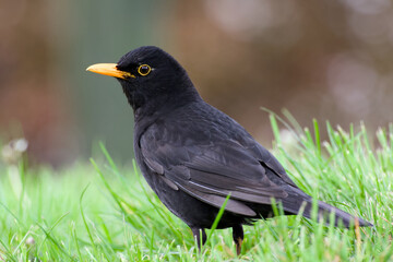 male common blackbird on a sunny day close-up