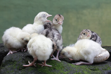 The cute and adorable appearance of a number of baby turkeys that are only one day old. This bird, which is usually bred by humans for meat consumption, has the scientific name Meleagris gallopavo.