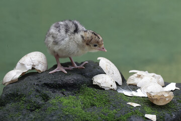 A one-day-old baby turkey is looking for food on a rock covered in moss. This bird, which is usually bred by humans for meat consumption, has the scientific name Meleagris gallopavo.