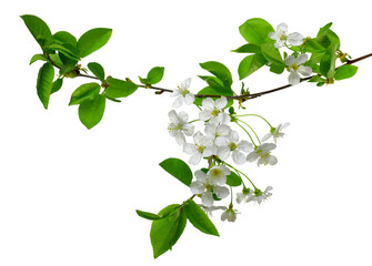 Cherry blossoms. Blooming cherry branches. Spring. isolated on transparent, png