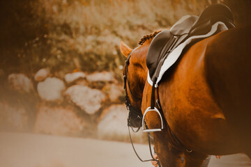 A rear view of a beautiful bay horse, which is wearing sports ammunition. Equestrian sports and horse riding.