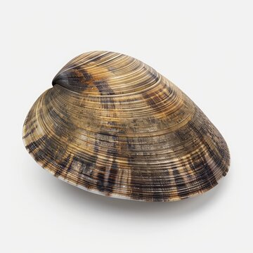 Photo of Clam isolated on white background