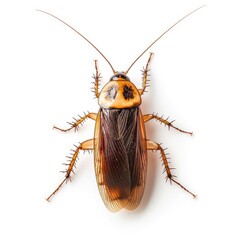 Photo of Cockroach isolated on white background