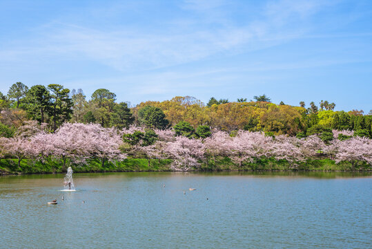 Scenery of Tsurumi Ryokuchi Park located in Osaka city, Kansai, Japan