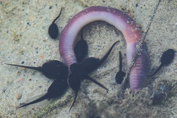 Tadpoles surrounding a worm