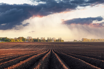 Agricultural field with even rows and watering rainy clouds on background. Spring agriculture concept