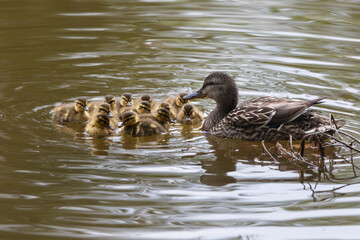 Mother duck with ducklings