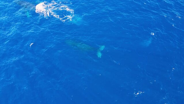 Aerial view of Humpback Whale swimming in Pacific Ocean, Kailua-Kona, Hawaii Island, United States.