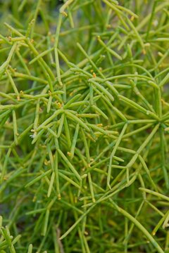 Closeup of Rhipsalis cereuscula is native to Uruguay and Brazil. It is a shrubby jungle cactus that is an epiphyte that grows on tree trunks and rocks (lithophytic).