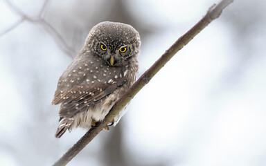 Great Grey Owl Perched in Tree in Winter