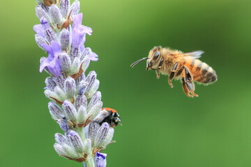 Honey bee on a purple fuzzy flower