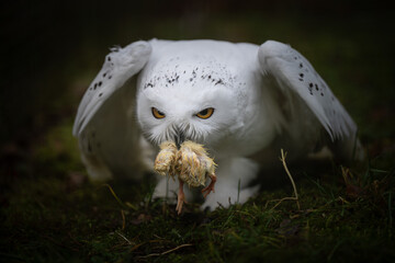 Snowy owl (Nyctea scandiaca)