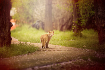 a cat walking in the parkway