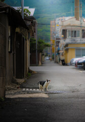 a cat standing in an alley