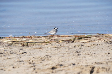 Bachstelze am Ufer eines Sees