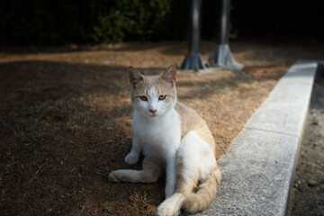a cat sitting in a park