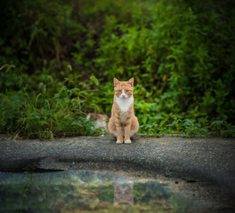 a cat sitting in a park