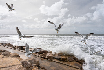 stormy sea with flying seagulls