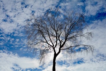 Silhouette of leafless birch tree against cloudy spring sky.