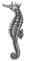 Black and white seahorse png
