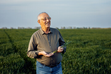 Portrait of senior farmer standing in wheat field holding crop in his hand.