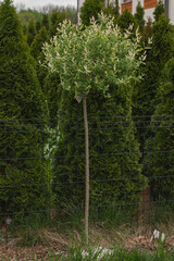 Japanese willow in the garden. trees in the garden