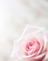 Close-up of a pink rose with soft petals against a blurred background.