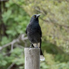 crow on the fence in the bush