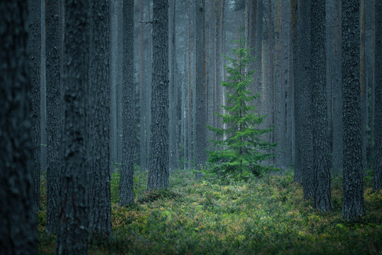 View of Lush Green Woodland in Karelia, Russia.
