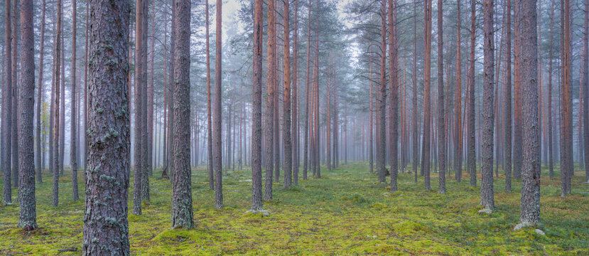 View of Green Forest Patterns from High Above, Karelia, Russia.