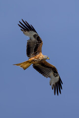 Milano real en vuelo en Guadarrama