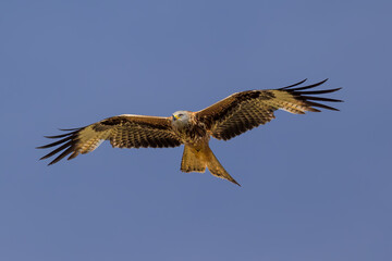 Fototapeta premium Milano real en vuelo en Guadarrama