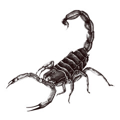 Hand drawn scorpion scorpion sticker overlay design element